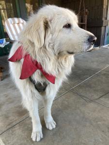 White dog with holiday collar photo